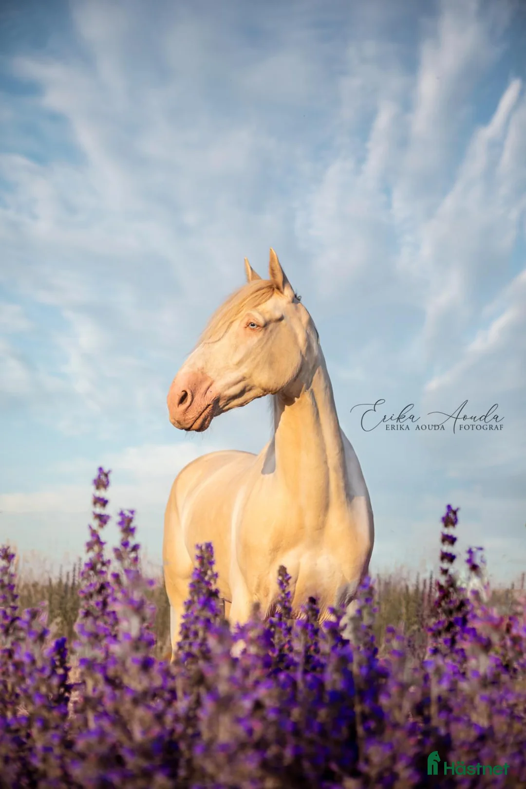 Allround hästar till salu: Iögonfallande bästa vän - Annons 2