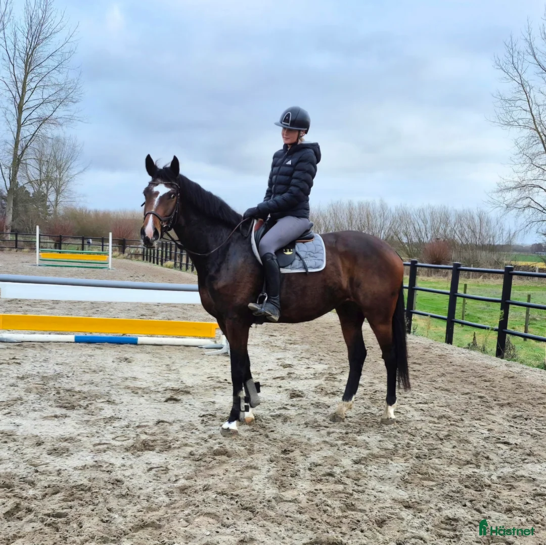 Allround hästar till salu: Sportigt stabilt sto ev byte i Dösjebro - Annons 5