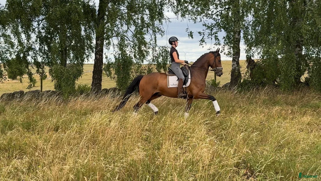 Dressyr hästar till salu: Lovande unghäst  - Annons 2
