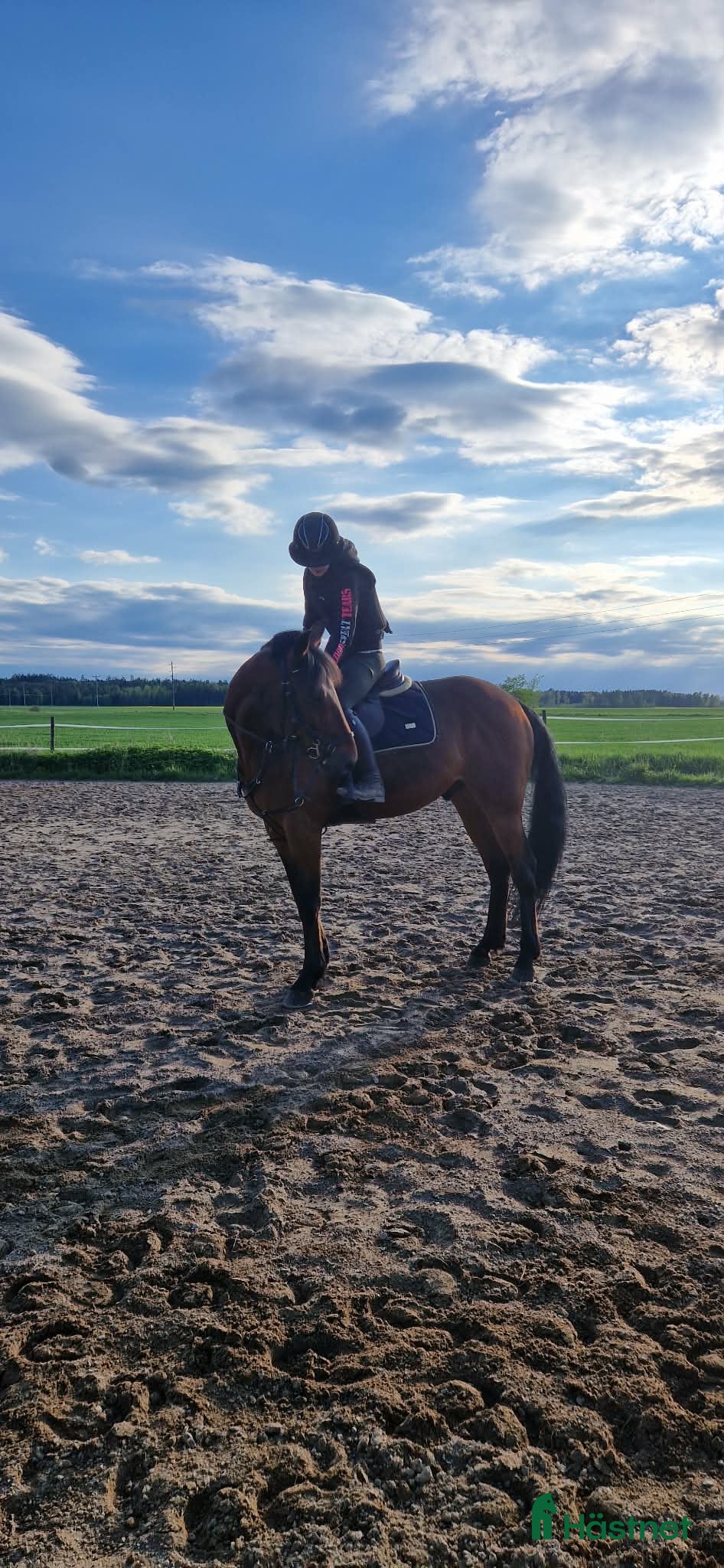  medryttarhäst finnes: Söker medryttare till mitt varmblod  - Annons 1