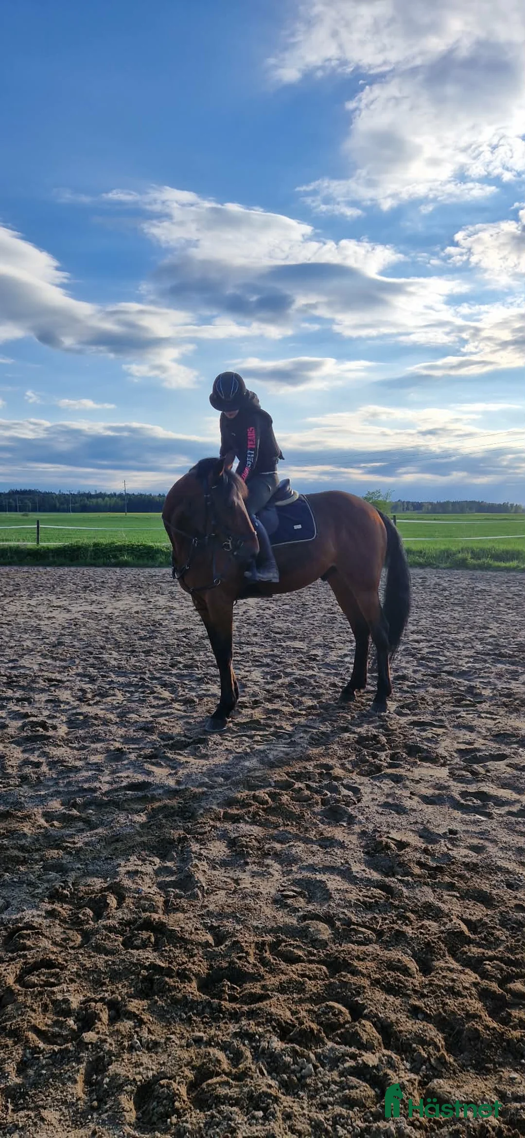 medryttarhäst finnes: Söker medryttare till mitt varmblod  - Annons 1