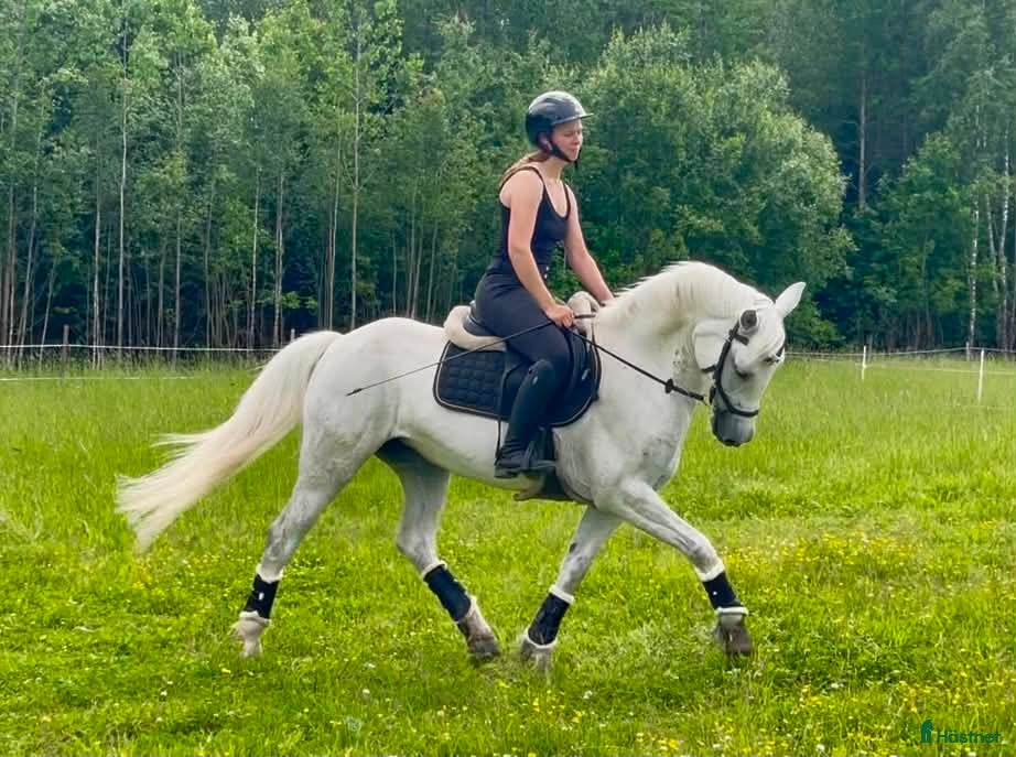  hästar Lovande connemara sto! - Annons 1