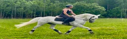 Allround hästar till salu: Lovande connemara sto! - Annons 1