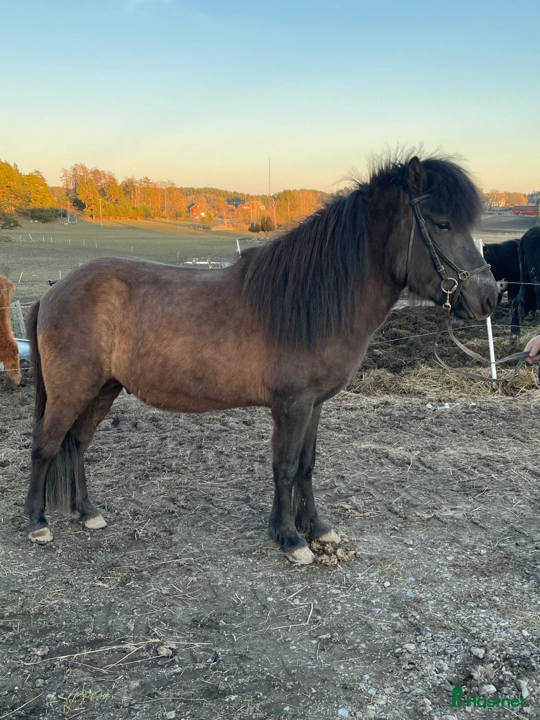Island hästar till salu: Harmonisk hingst med glimten i ögat - Annons 2