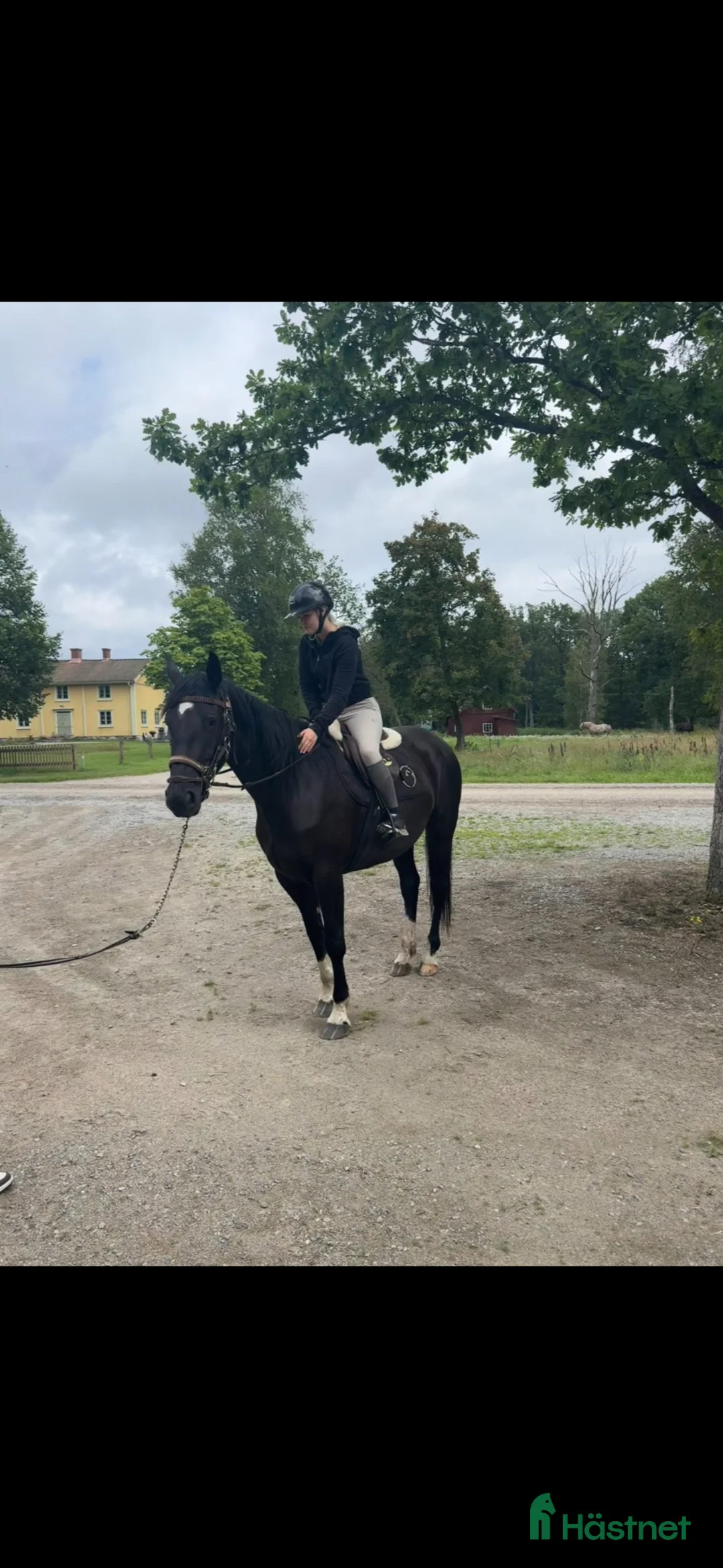 Allround hästar till salu: Snygg avelsmärr! i Tingsryd - Annons 2