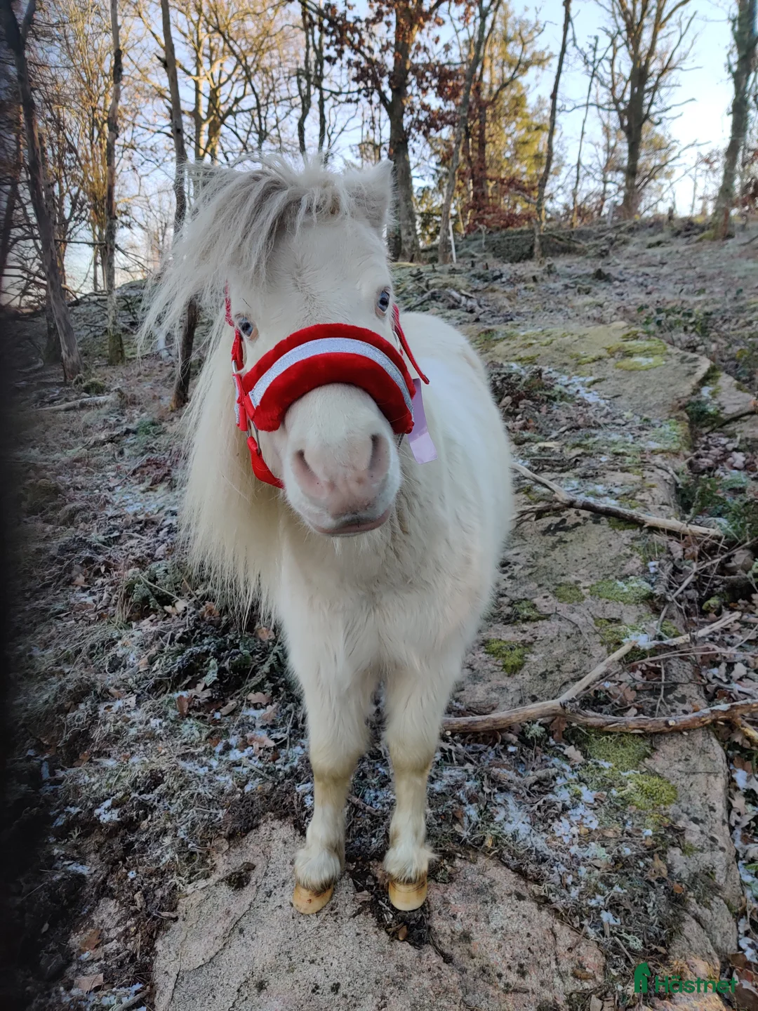 Allround hästar till salu: Världens bästa Mickie i Veddige - Annons 6