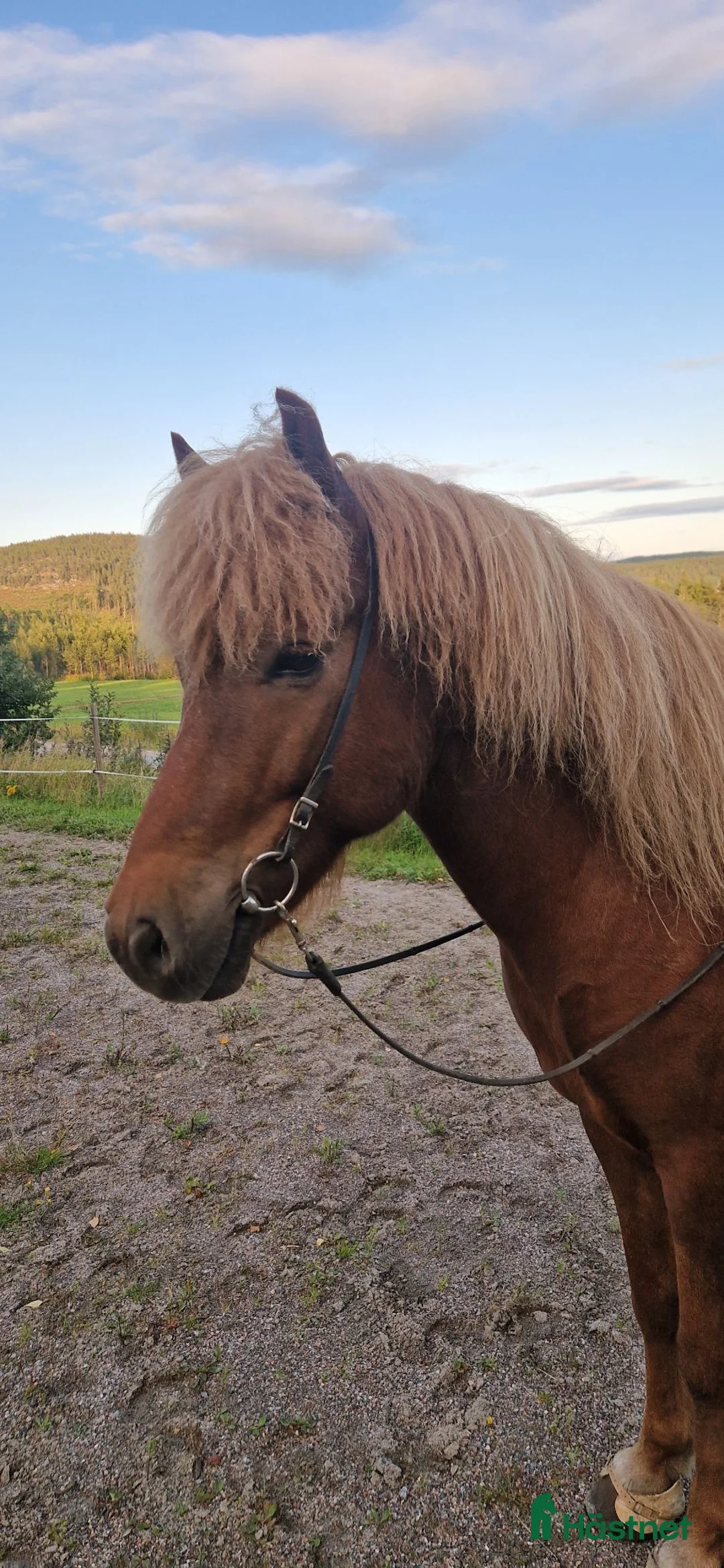 Island hästar till salu: Trevlig 10 årig valack - Annons 1
