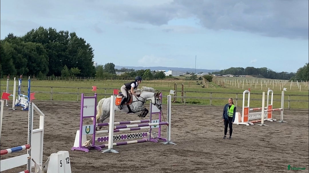 Hoppning hästar till salu: Toppstammade Connemara HINGSTÄMNE e: Ingrosso  i Ekeby - Bild 9