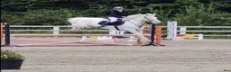 Hoppning hästar till salu: Potential top track pony  i Madrid - Annons 5