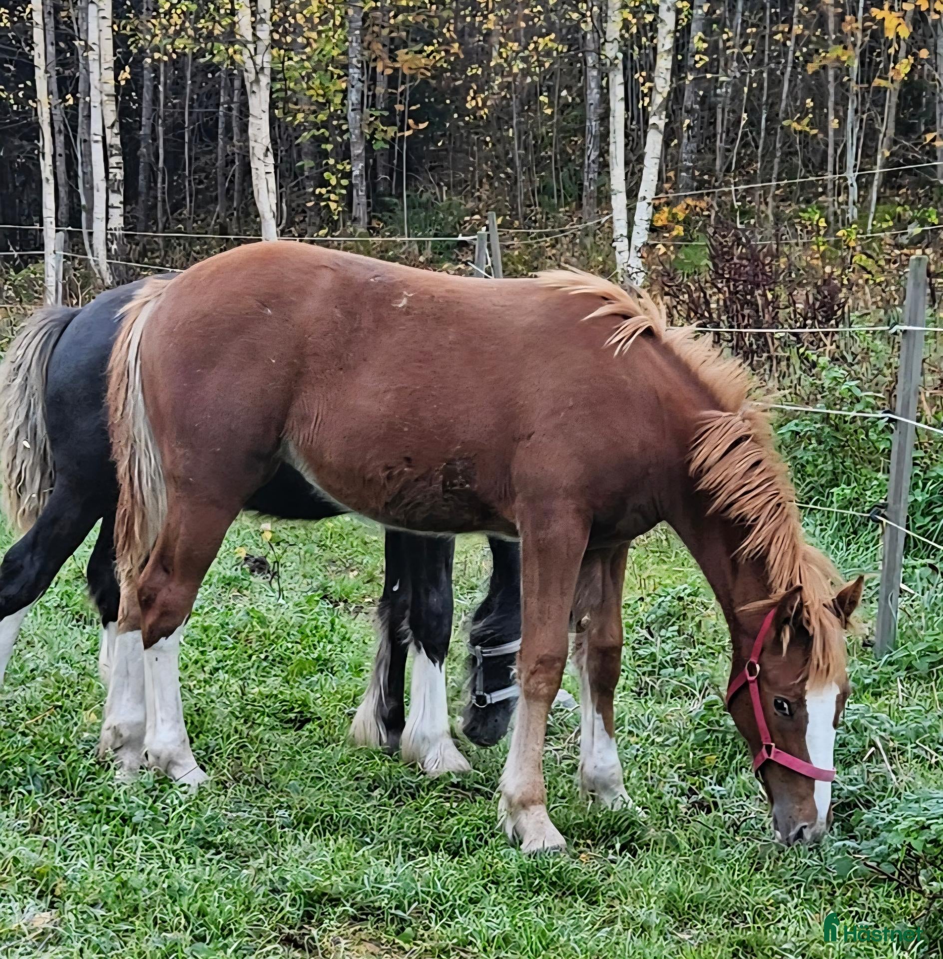  hästar Superfina Cassandra irish cob/vbl - Annons 1