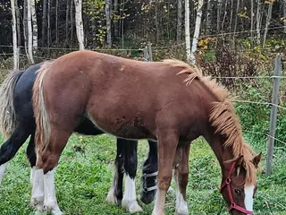 hästar Superfina Cassandra irish cob/vbl - Annons 1