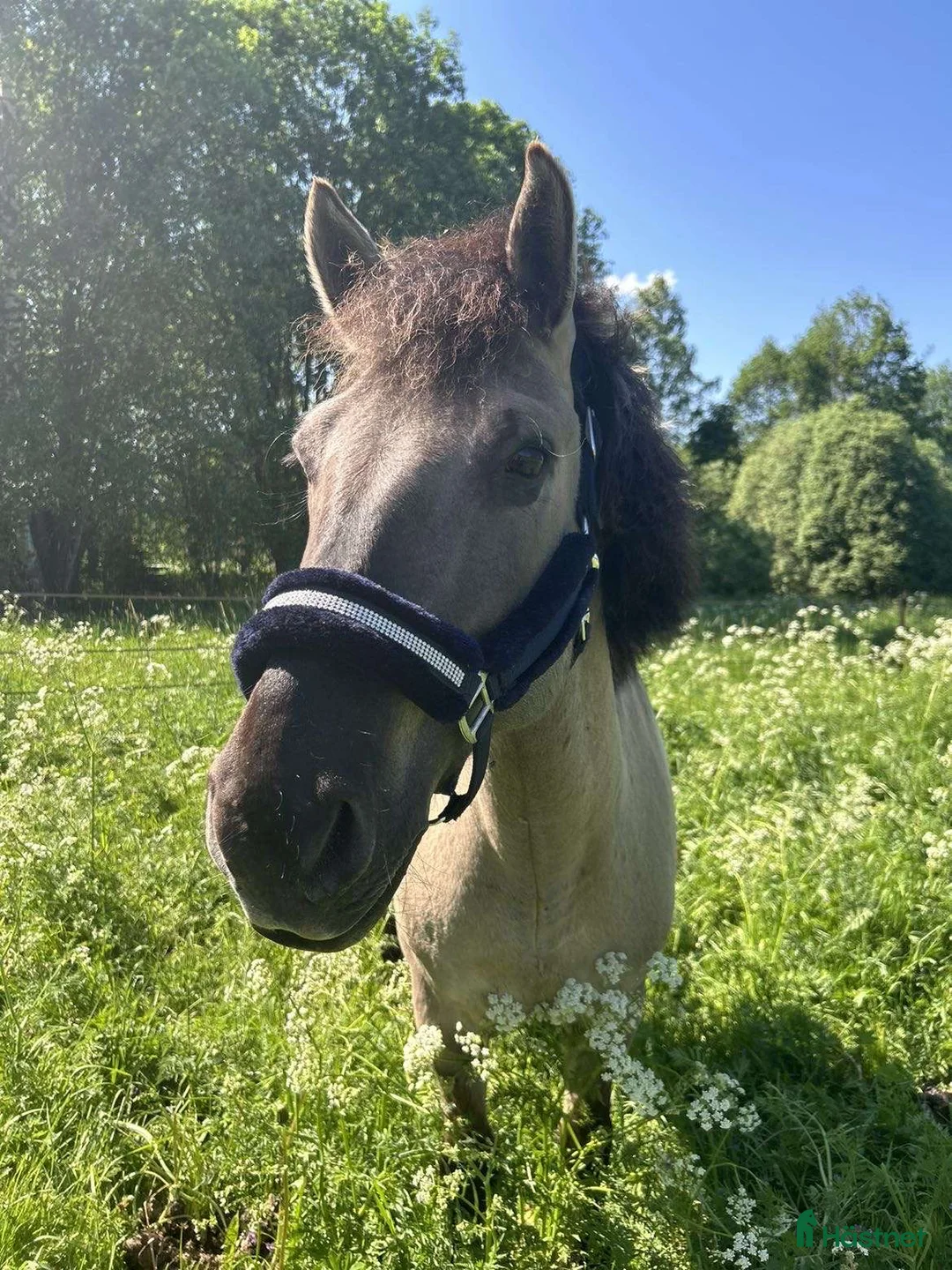 Allround hästar till salu: En bästavän i Valbo - Annons 4