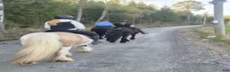 Allround hästar till salu: Gypsy Cob selges! - Annons 6
