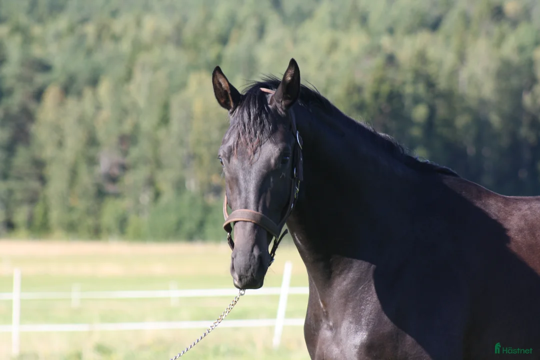 Dressyr hästar till salu: Talang redo att sätta igång efter BH Hotline! - Annons 3