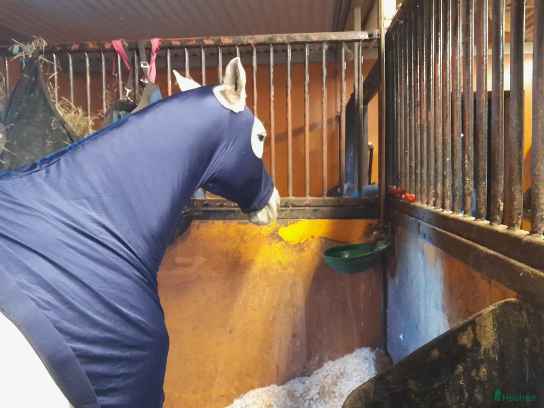 Täcken hästutrustning till salu: Show hoodie Sleazy Sleepwear & Weatherbeeta  - Annons 2