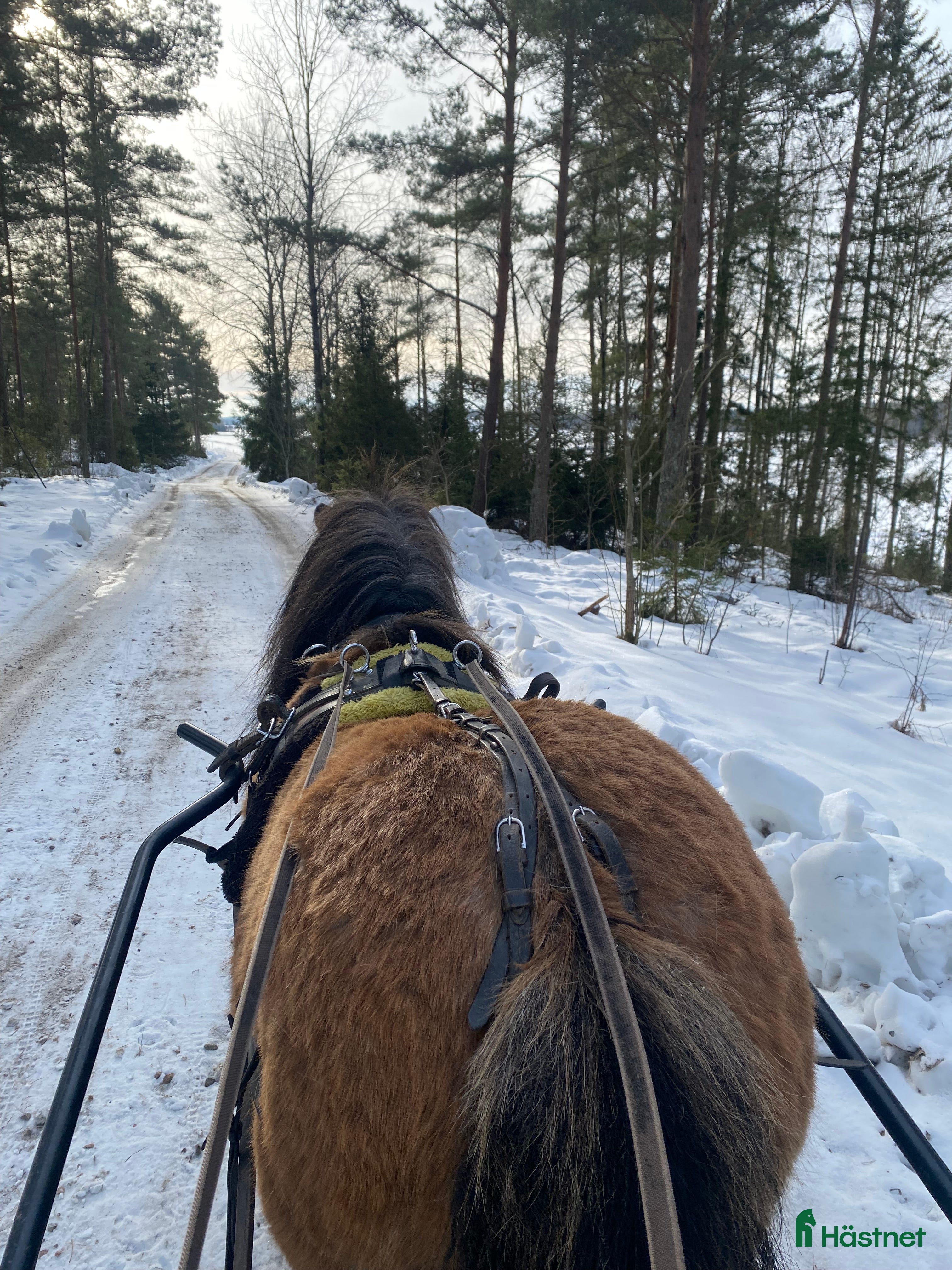 hästar Supersnällt sto körd och riden - Annons 1