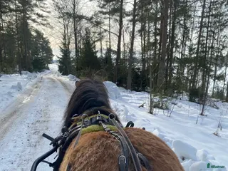 hästar Supersnällt sto körd och riden - Annons 1