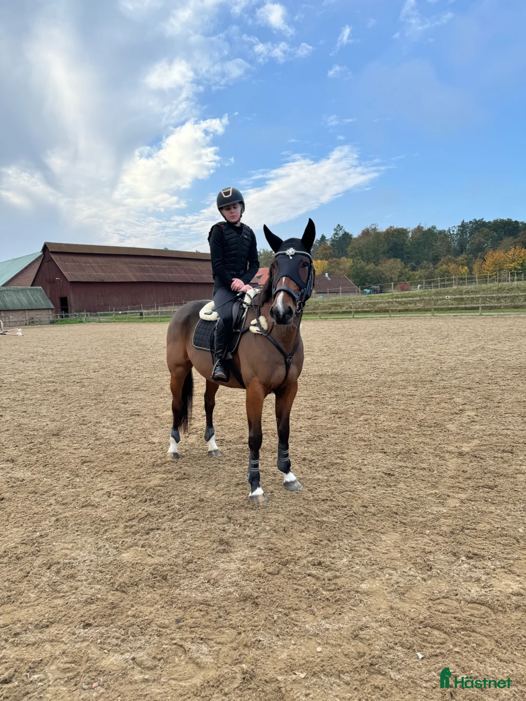 Allround hästar till salu: Fin travare ❤️ i Olofström - Annons 1