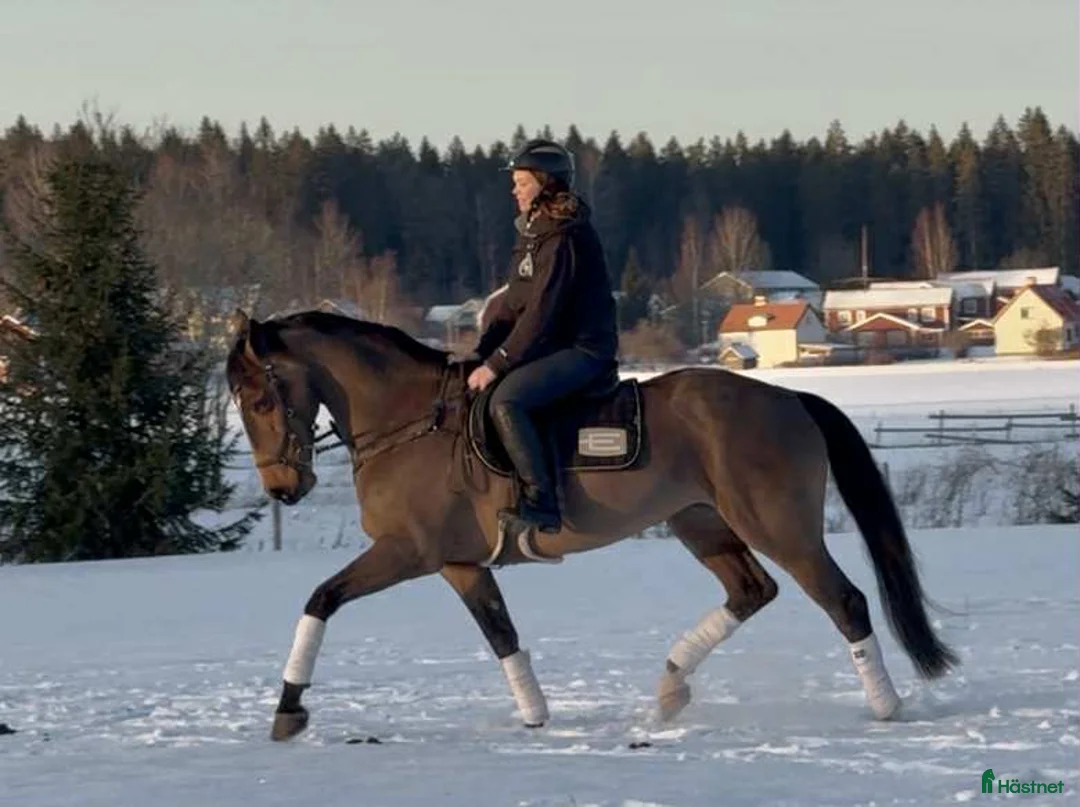 Allround hästar till salu: Fin allroundhäst  i Sala - Annons 8
