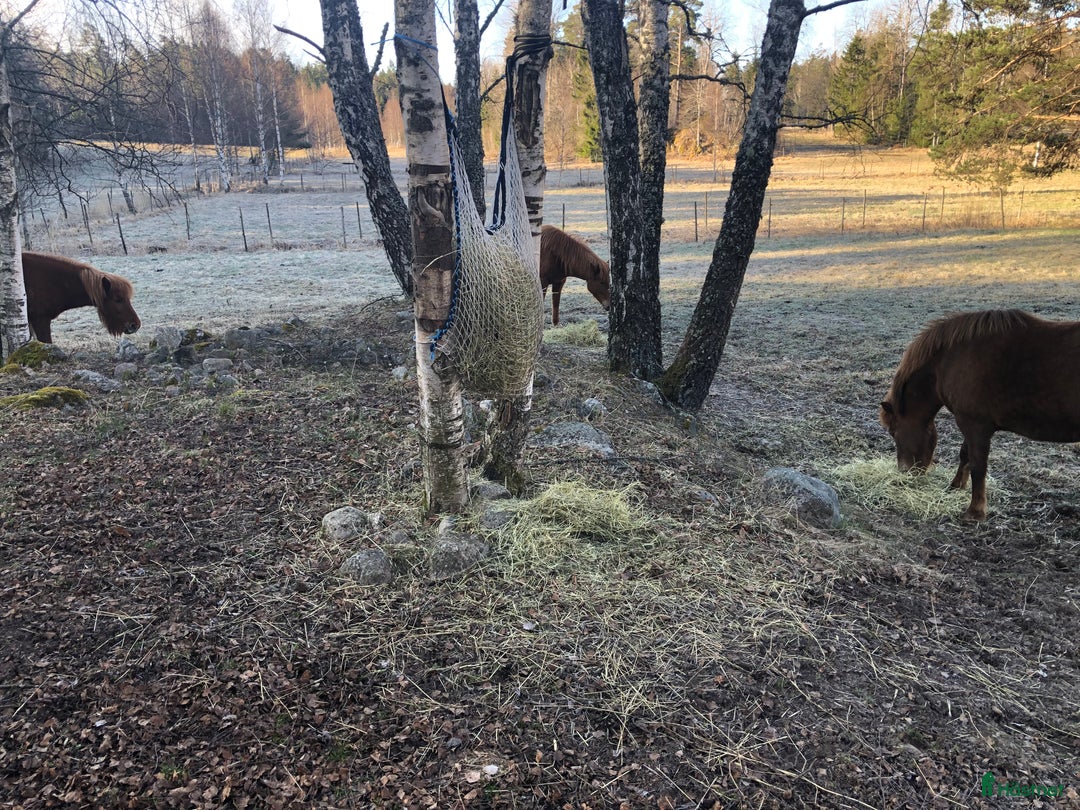 Island hästar till salu: Vackert islandssto i Täby - Annons 14