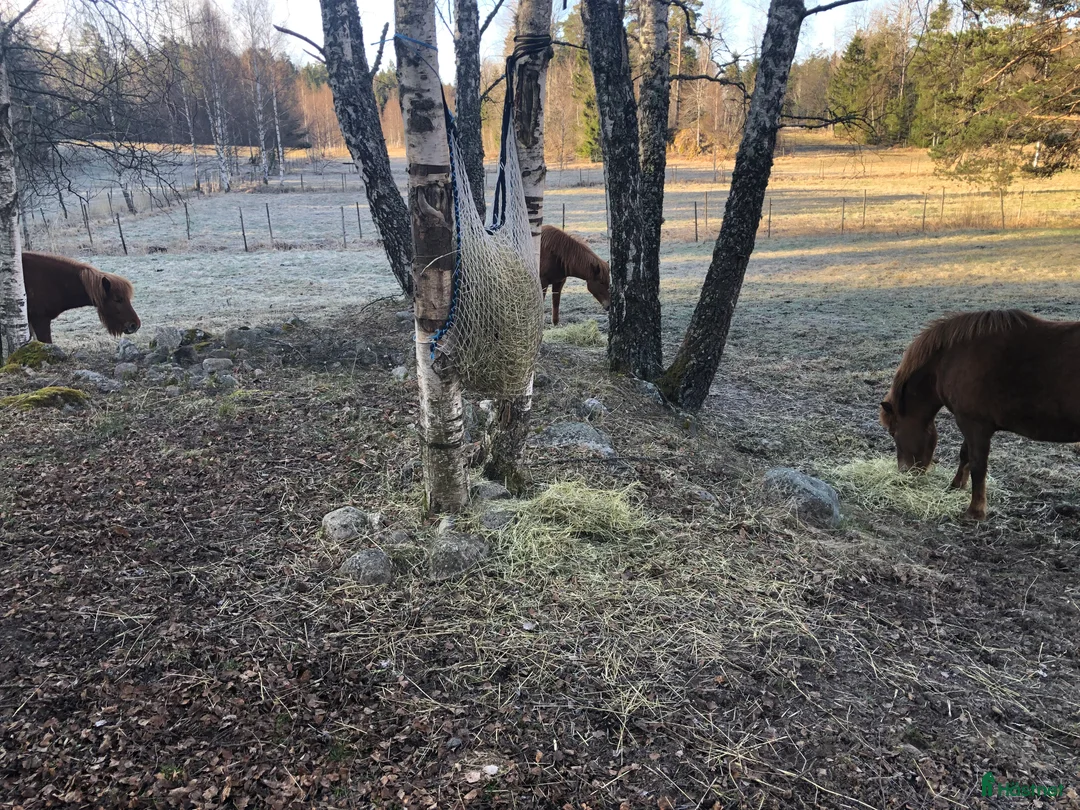 Island hästar till salu: Vackert islandssto i Täby - Annons 14