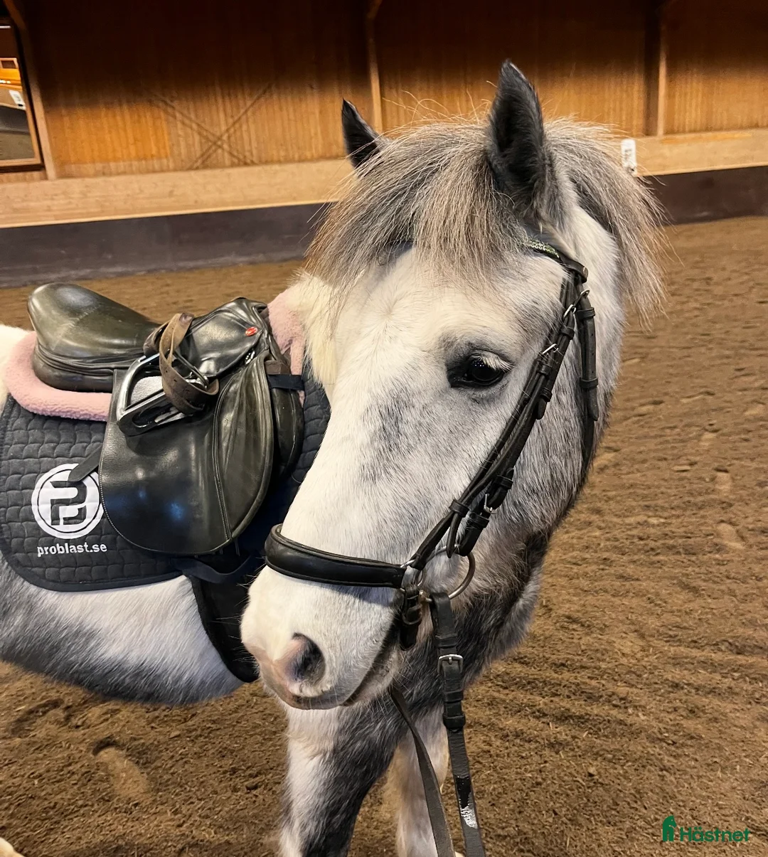 Allround hästar till salu: Fin B-ponny till valfri gren i Hofors - Annons 2