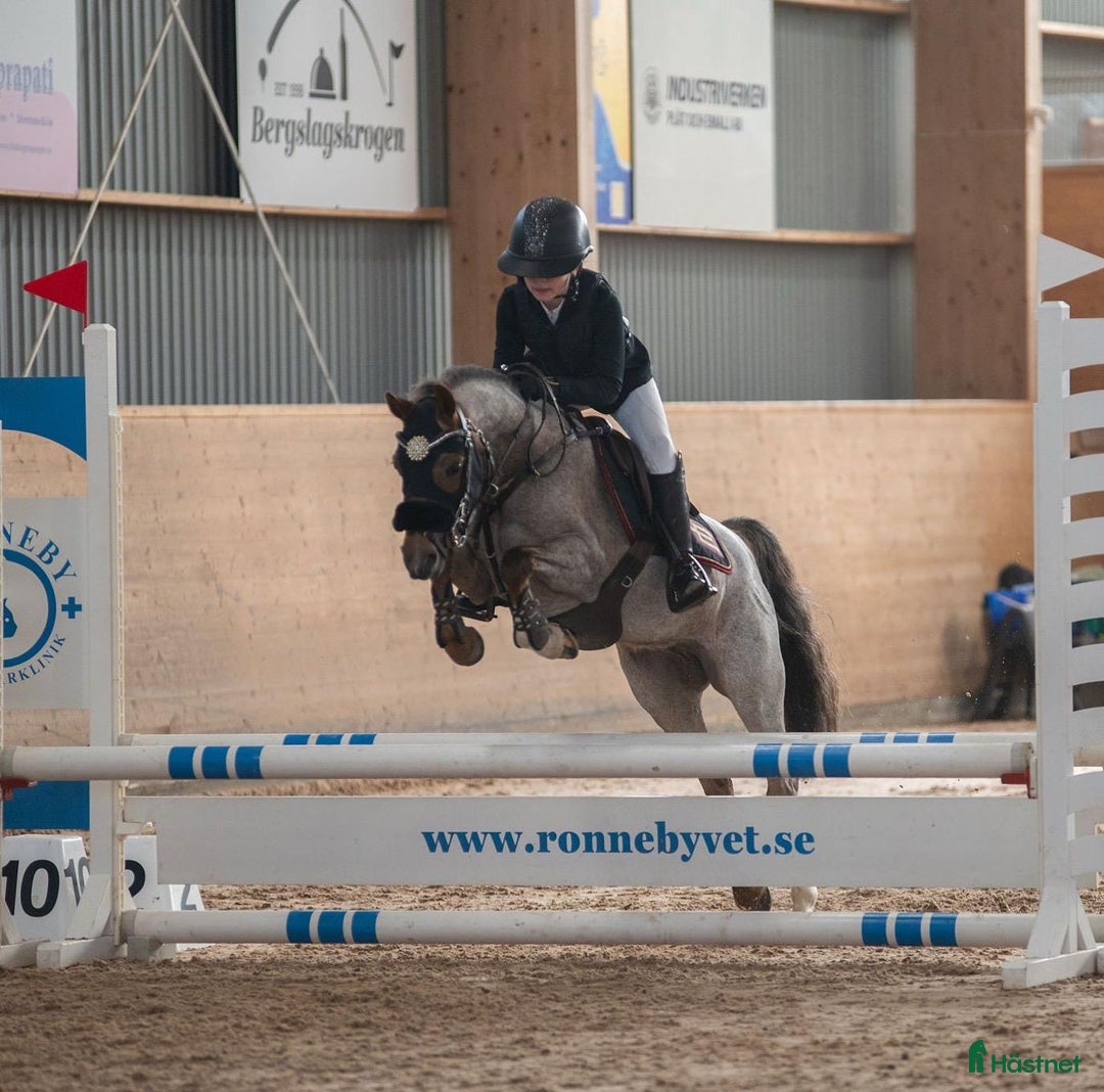 Allround hästar till salu: ✨ Fantastisk welshponny ✨ i Bromölla - Annons 2