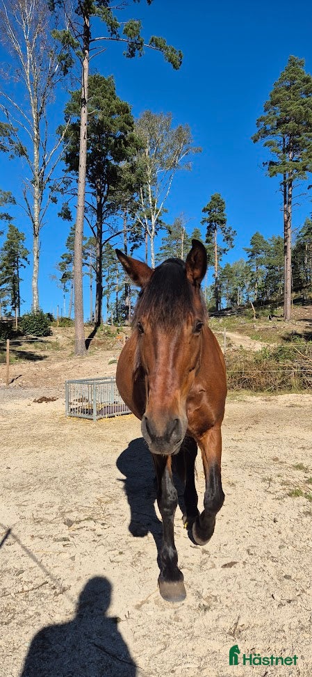  stallplats finnes: Stallplats i Tullinge för lättfödd ponny/häst - Annons 2