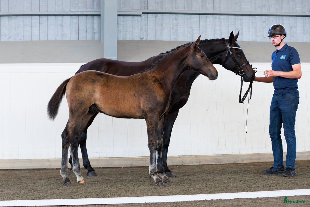 Hoppning hästar till salu: Tävlings ryttare se hit!!! i Karlstad - Annons 4