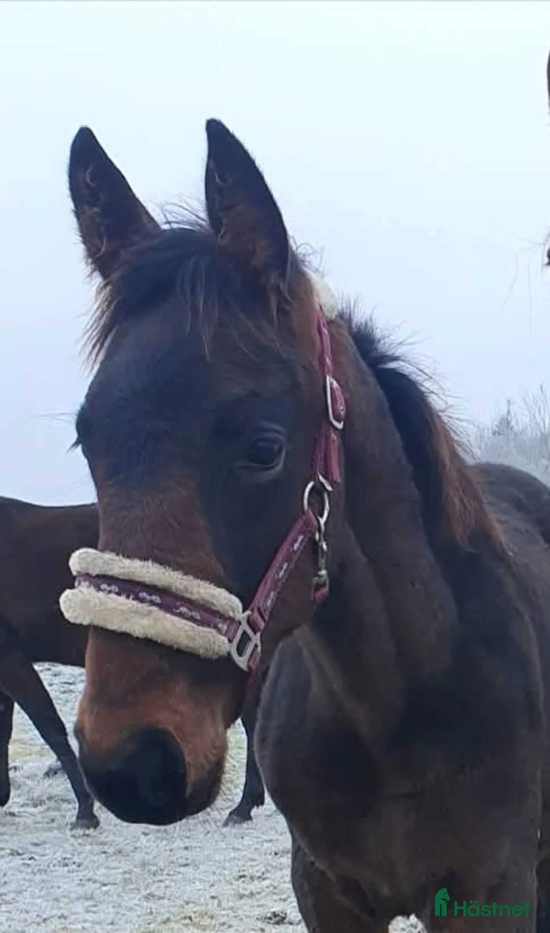 Trav hästar till salu: Amerikansk speed möter fransk styrka i Nossebro - Annons 1