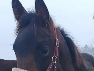 hästar Amerikansk speed möter fransk styrka i Nossebro - Annons 3