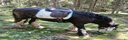 Sadlar hästutrustning till salu: Taur Gaiter Dressage Välvårdad bomfri - Annons 4