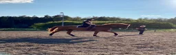  stallplats finnes: Sjövillans gård, stallet vid Mälarens strand! - Annons 12