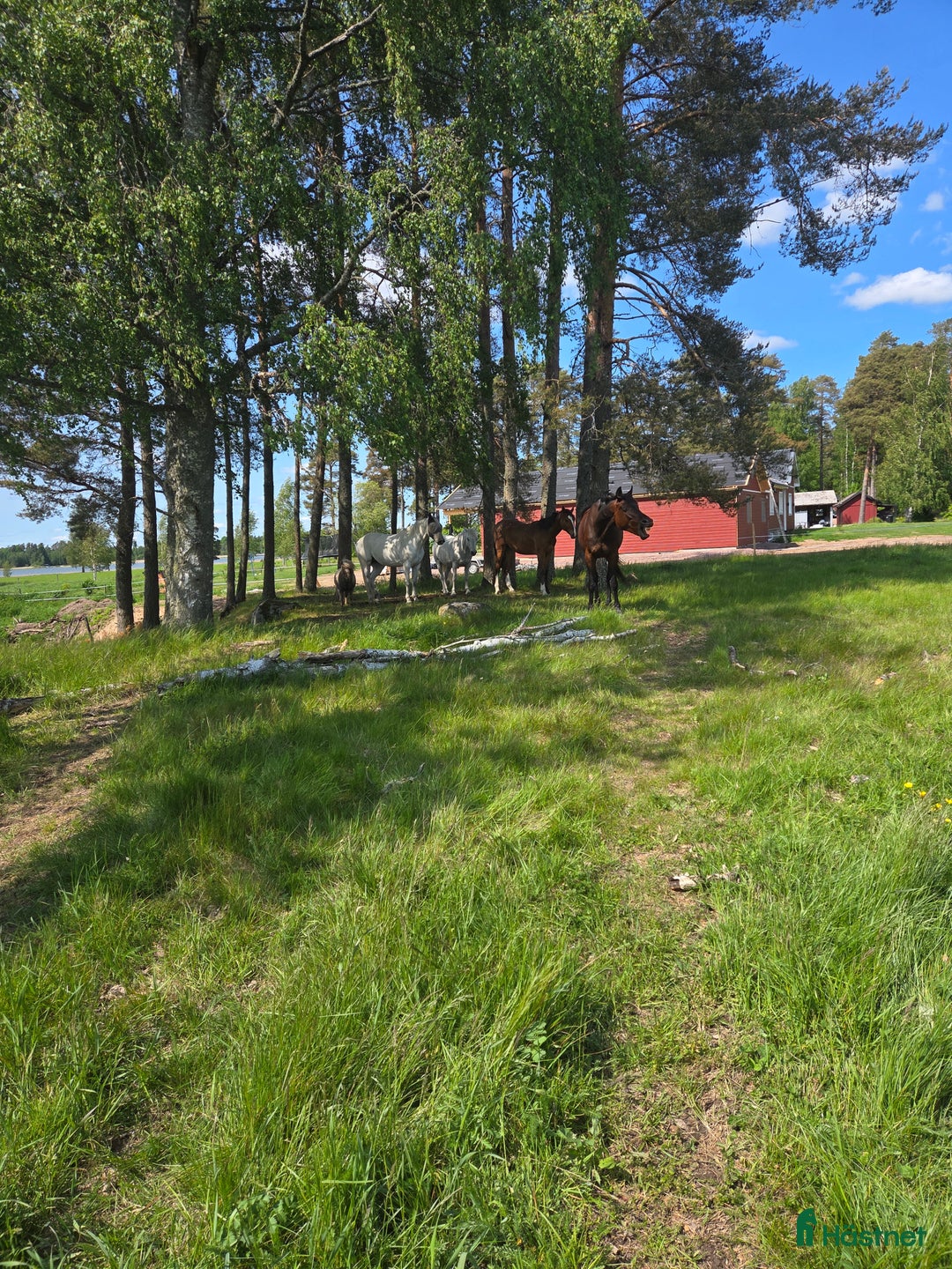 Körning hästar till salu: Vackraste totte  i Väse - Bild 3