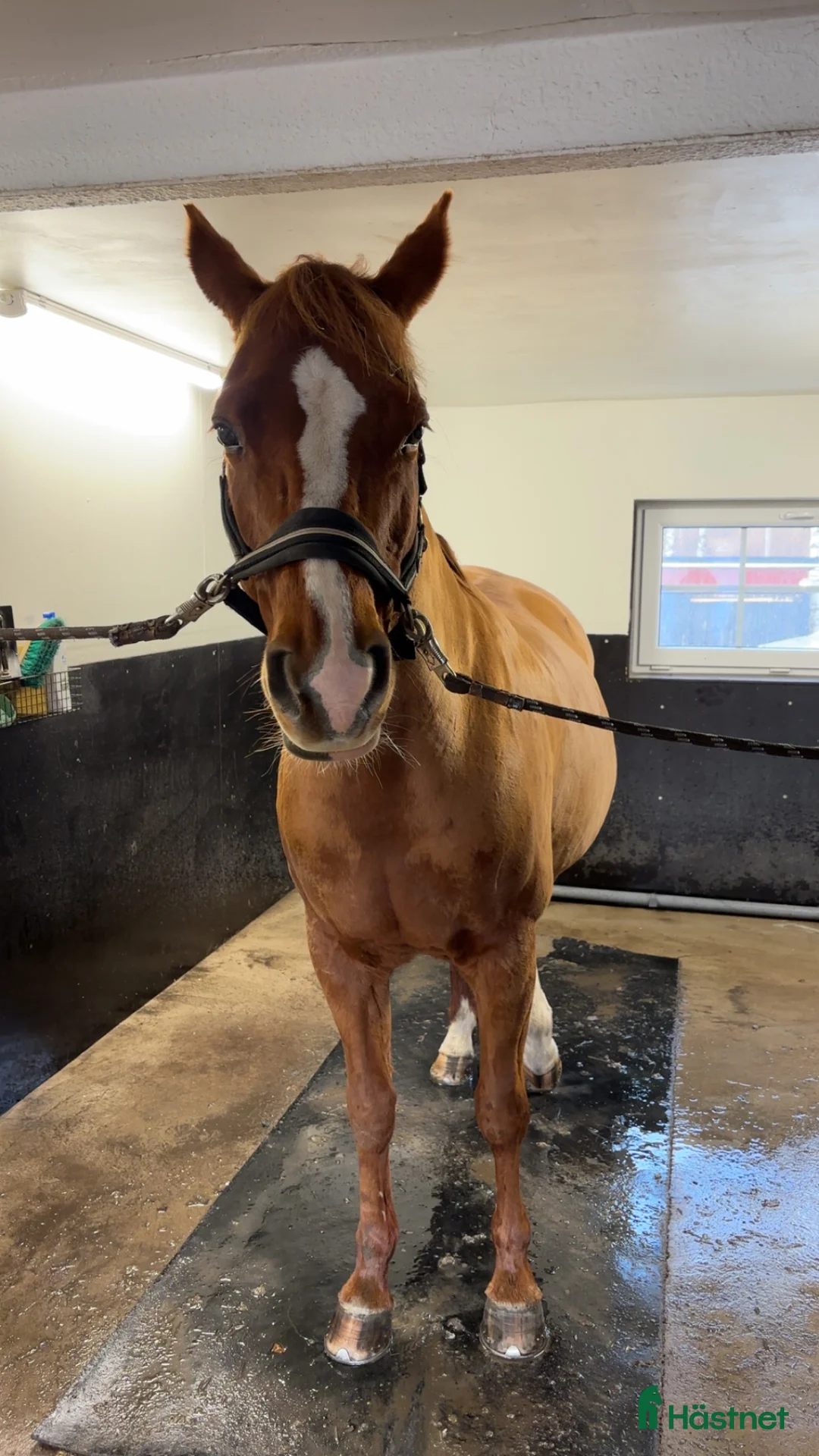 Galleribild {{count}}