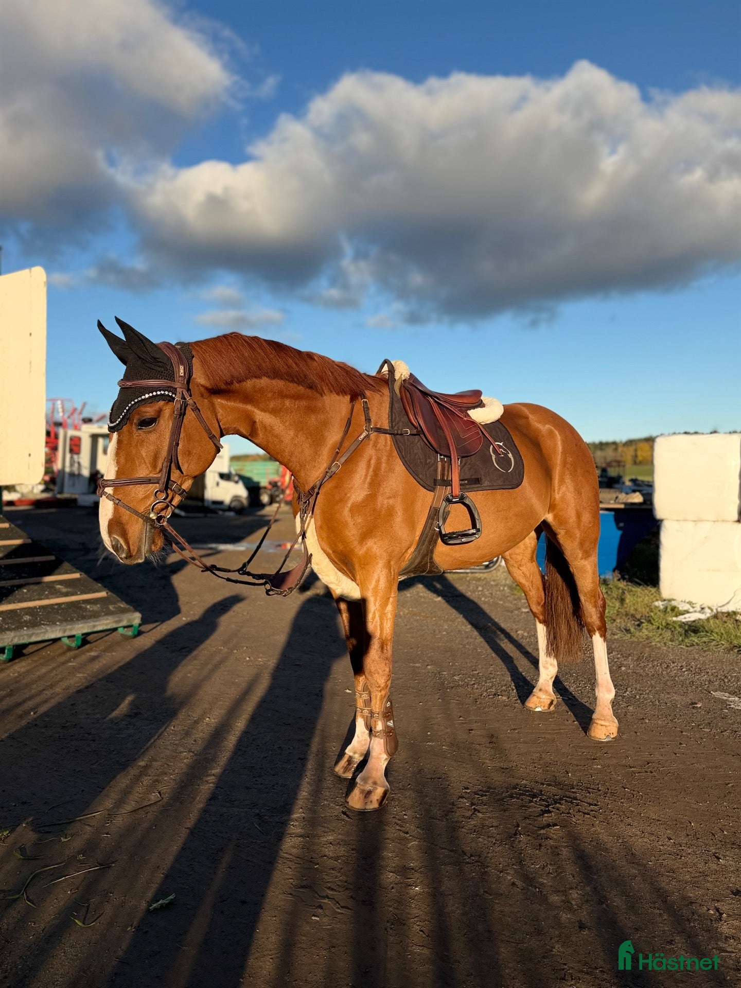  hästar Dponny med kapacitet🌟 - Annons 7