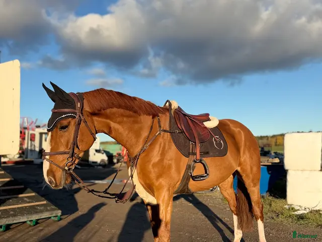 hästar Dponny med kapacitet🌟 - Annons 7
