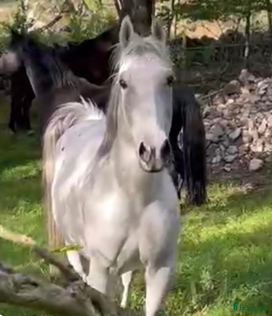  hästar Lipizzanare D-ponny - Annons 17