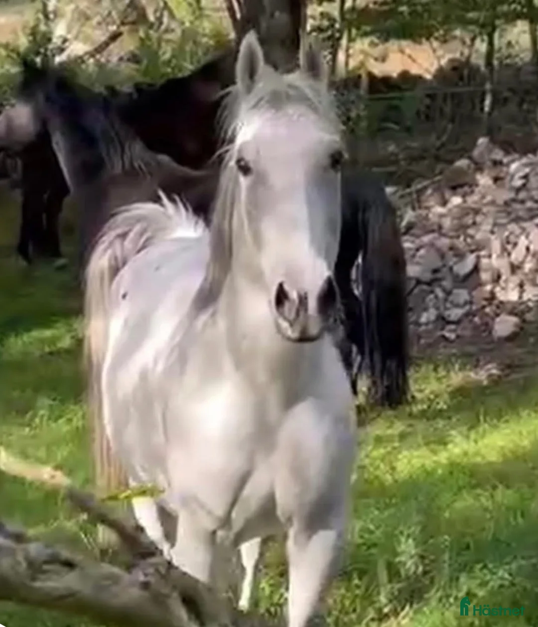 Allround hästar till salu: Lipizzanare D-ponny - Annons 1