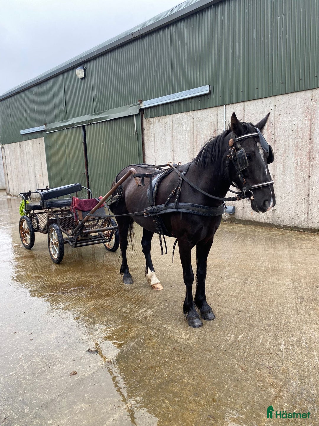 Allround hästar till salu: Selection of Irish ponies i Ljungby - Bild 21