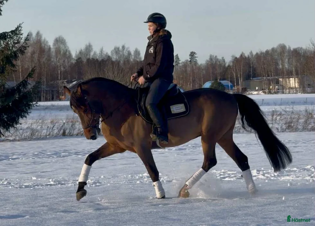 Allround hästar till salu: Trygg och okomplicerad valack i Sala - Annons 1