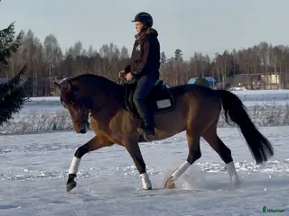 hästar Trygg och okomplicerad valack i Sala - Annons 17