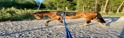 Hoppning hästar till salu: Sto 9 år för avel och ridning - Annons 2