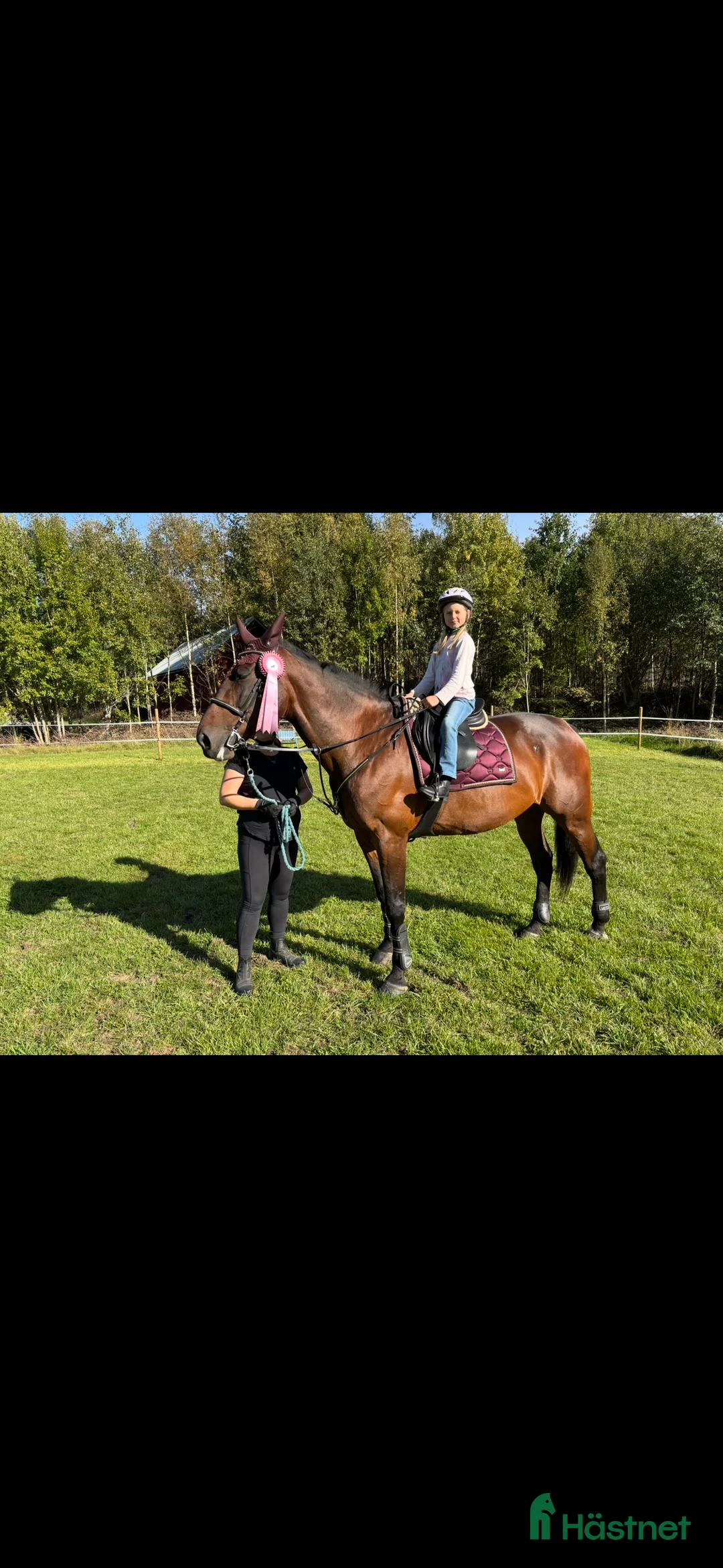 Allround hästar till salu: Skogsmulle - Annons 2