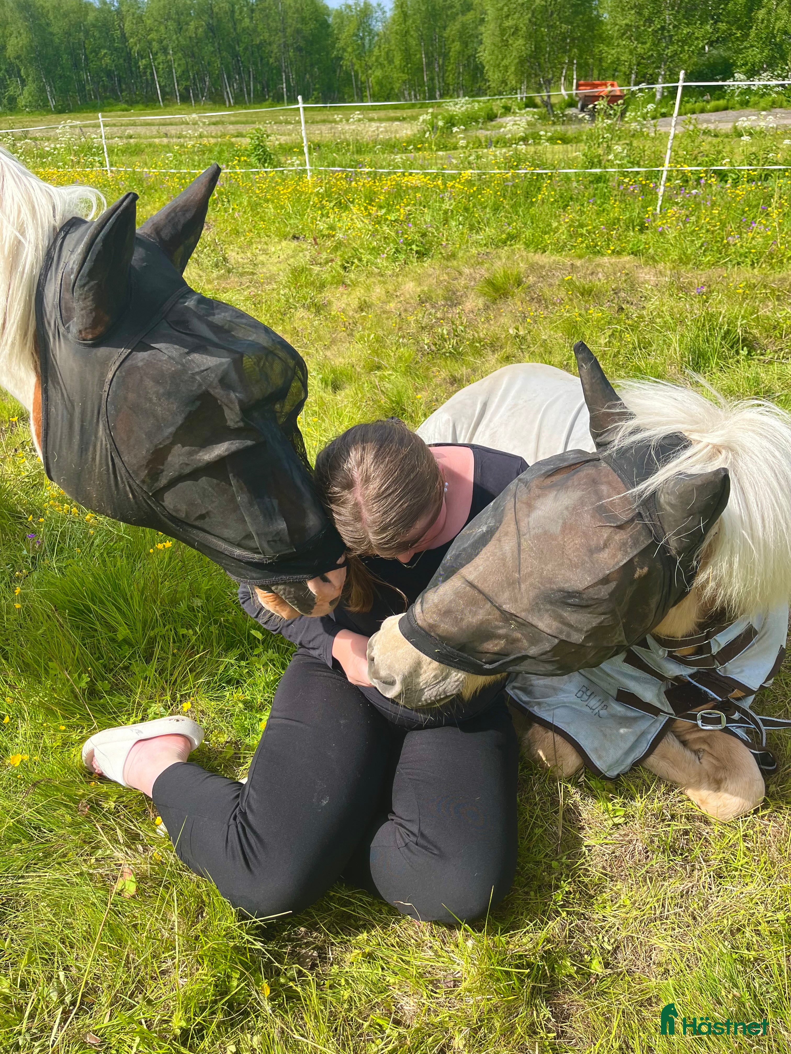  foderhäst Söker foderhäst alt sommarhäst i Tärnaby - Annons 6
