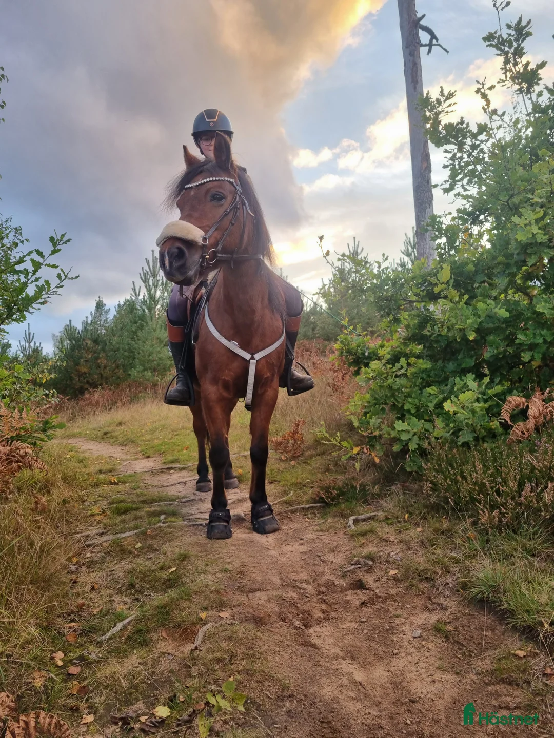 Allround hästar till salu: Gudasnäll skogsmulle i Motala - Annons 2