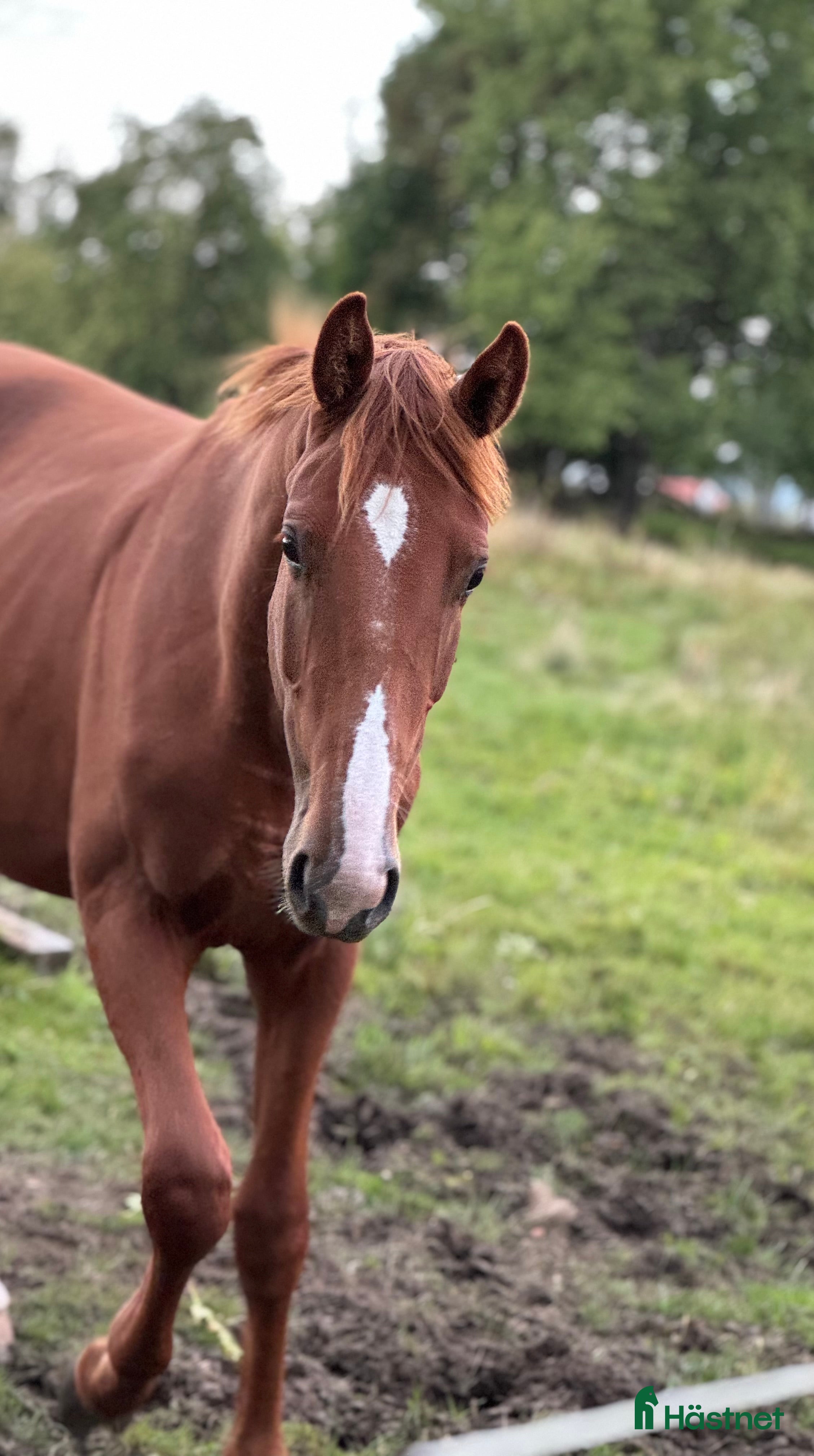  hästar Trevlig valack för framtiden i Hindås - Annons 2