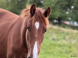 hästar Trevlig valack för framtiden i Hindås - Annons 2