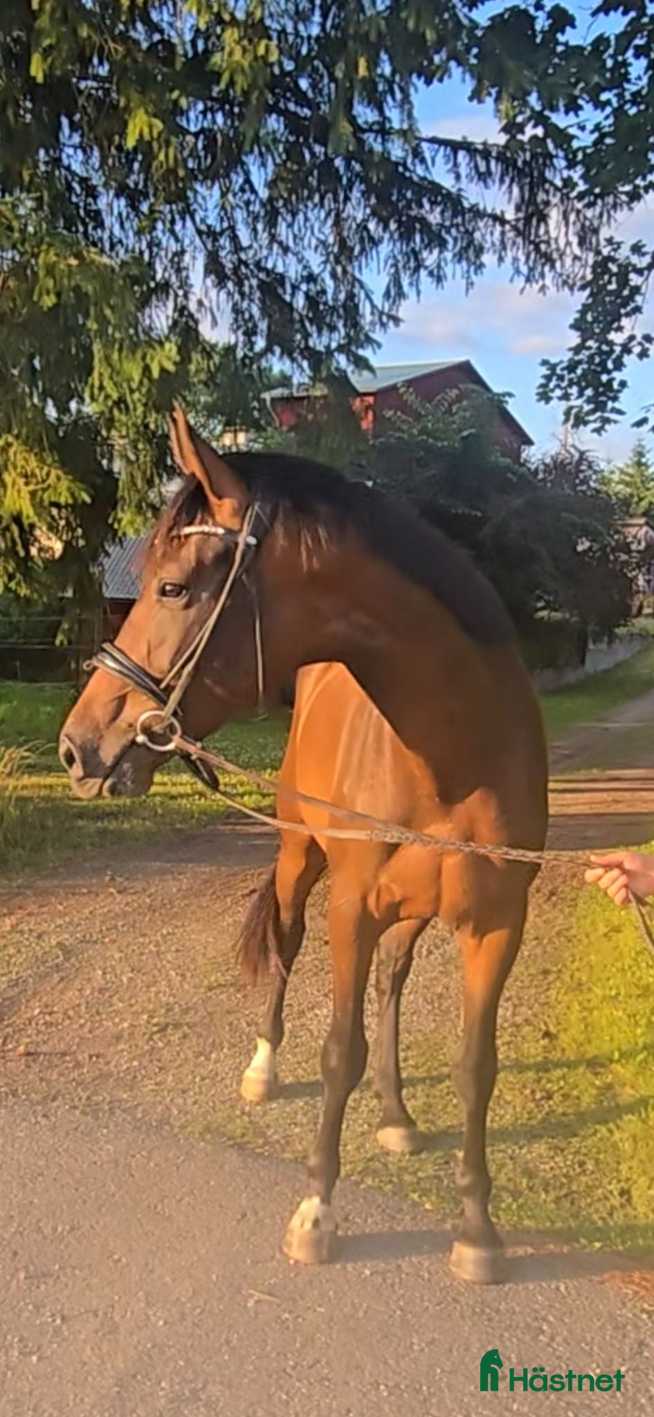  hästar Tjej med Swung! - Annons 1