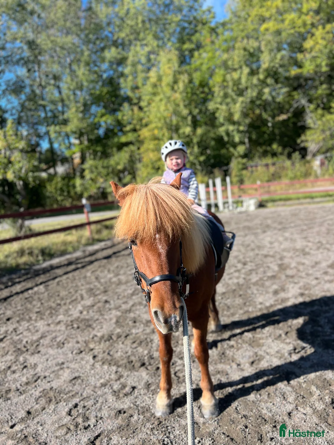 Island hästar till salu: Lyxig träningskompis och bästa vän - Annons 2